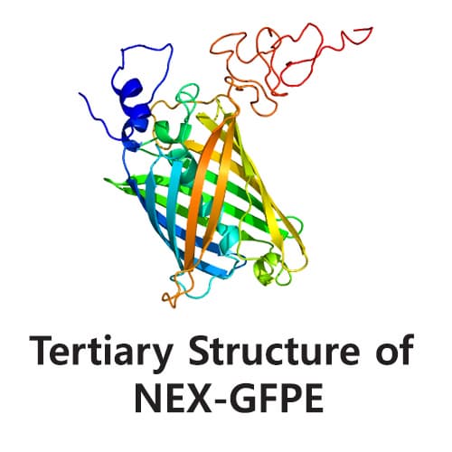 GFPE_Jellyfish Green Fluorescent Protein_Human EGF Hybrid_